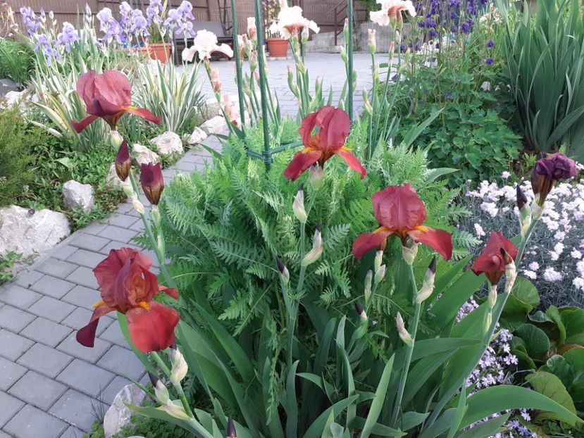 Technicolor - Iris 2022