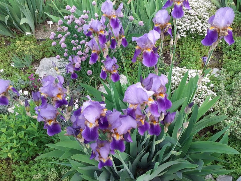 Lent a Williamson - Iris 2022
