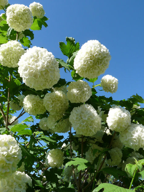  - 2022 - 01 - Primavara