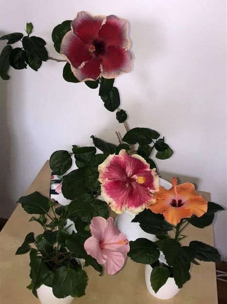 3B9E0B69-D703-4AD1-A6FB-020495865CC5 - Hibi 2022