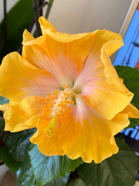 CE76F3DD-E616-43D5-8994-22E05DAC89FE - Hibi 2022