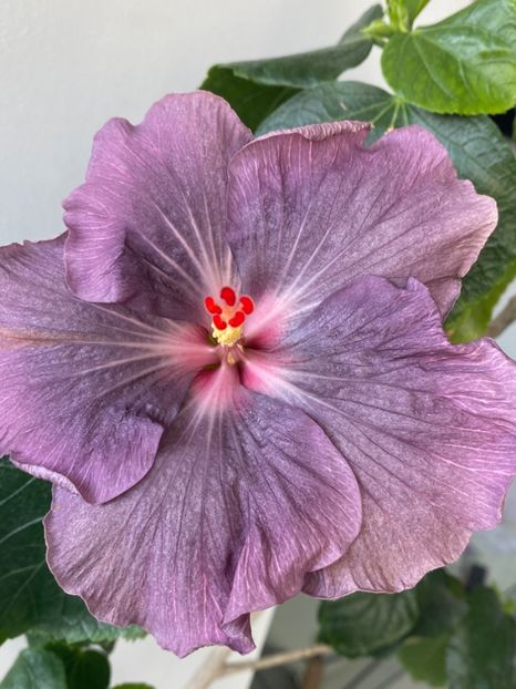 862E0723-5967-45A3-9C8E-959D52E76842 - Hibi 2022