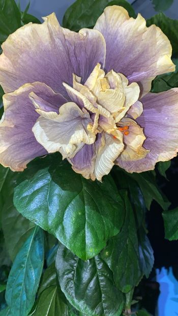 6D519199-50C6-49E8-AD9F-94FDD540BC5E - Hibi 2022