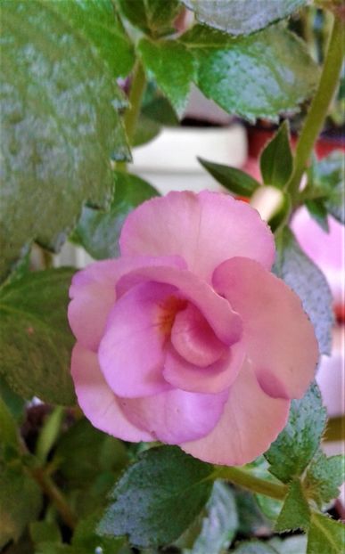  - Rizomii de achimenes plantati astazi pentru anul 2022