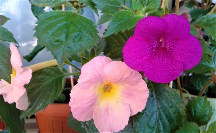  - Rizomii de achimenes plantati astazi pentru anul 2022