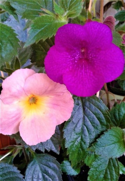  - Rizomii de achimenes plantati astazi pentru anul 2022