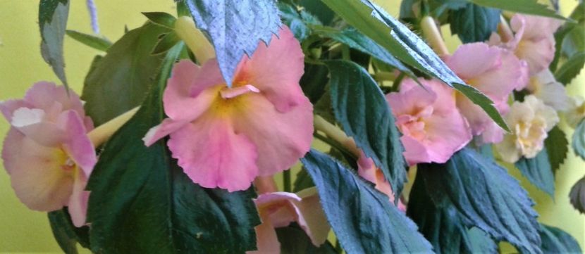  - Rizomii de achimenes plantati astazi pentru anul 2022