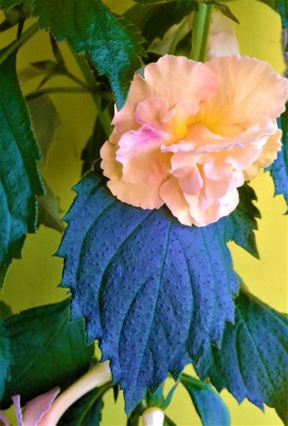  - Rizomii de achimenes plantati astazi pentru anul 2022