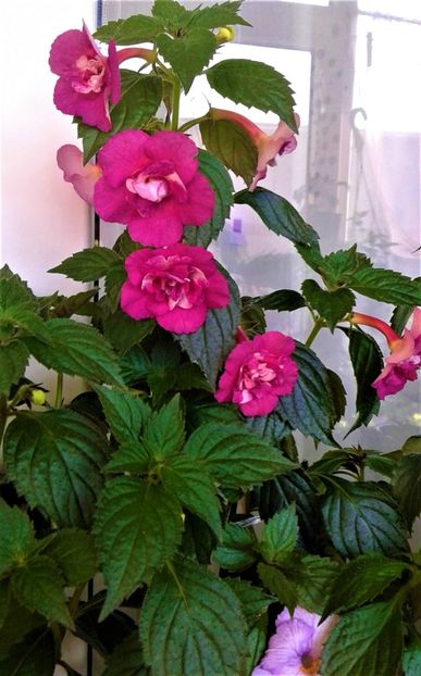  - Rizomii de achimenes plantati astazi pentru anul 2022