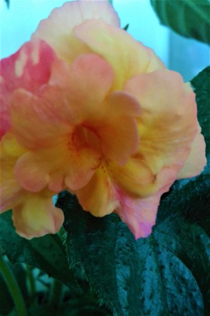  - Rizomii de achimenes plantati astazi pentru anul 2022