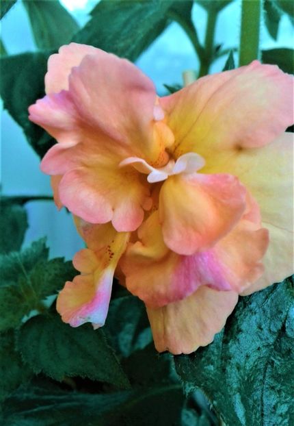  - Rizomii de achimenes plantati astazi pentru anul 2022