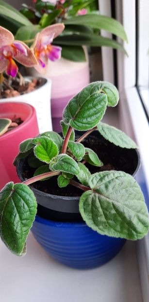 Regina Maria - 01 Yasmin