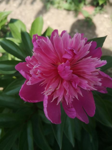 anemoniflora - Bujori 2022