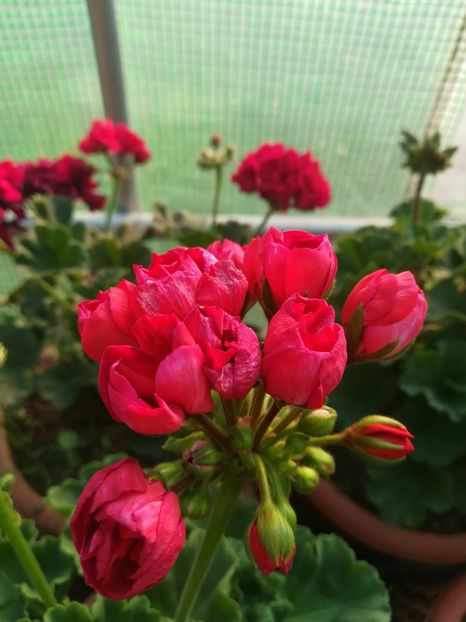 Mrs Charles - A-Muscate 2022