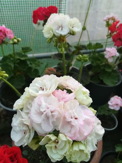 Viva Madeleine - A-Muscate 2022