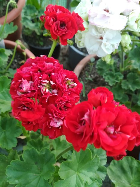 Diemieri Schaferi - A-Muscate 2022