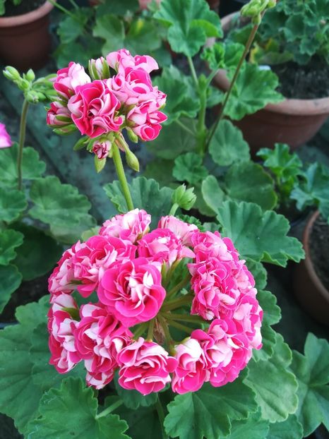 Sister Henry - A-Muscate 2022