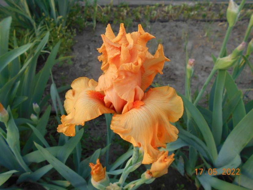 Good show - 02 Irisi 2022