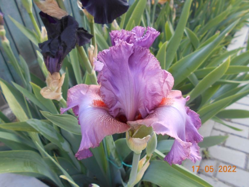 Extravagant - 02 Irisi 2022