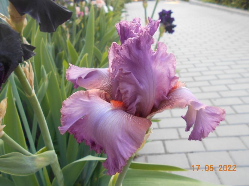 Extravagant - 02 Irisi 2022