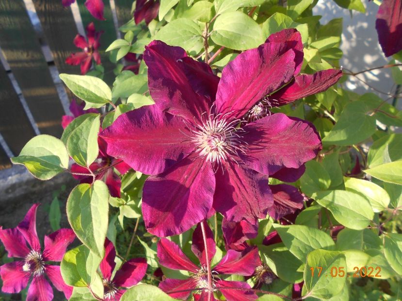  - 02 Clematite 2022