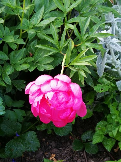  - Flori de grădină-2022