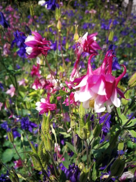  - Flori de grădină-2022