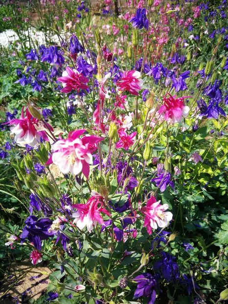  - Flori de grădină-2022