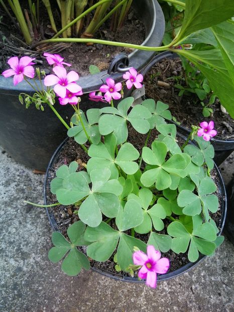  - Flori de grădină-2022