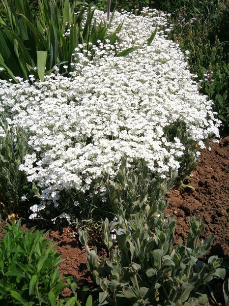  - Flori de grădină-2022