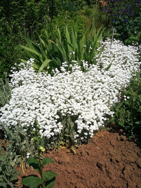  - Flori de grădină-2022