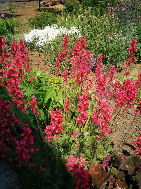  - Flori de grădină-2022