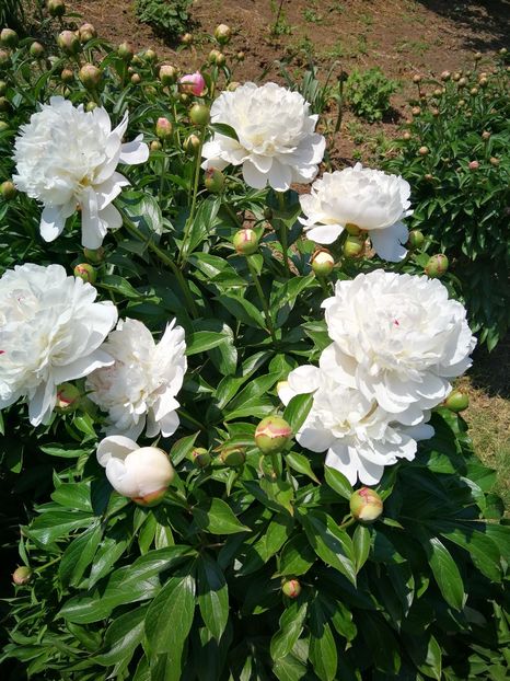  - Flori de grădină-2022