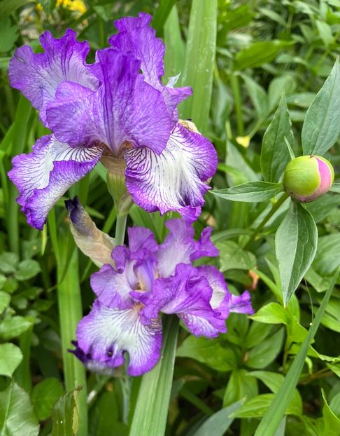 718272FF-C49F-4468-B6C4-2E1C7C447F18 - IRISI 2021 22