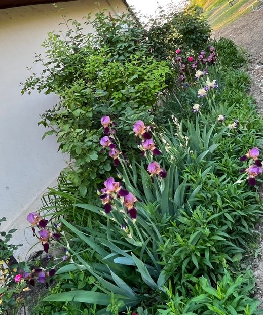 1F1558FC-94BE-4D6C-B8BC-A6028E839997 - IRISI 2021 22