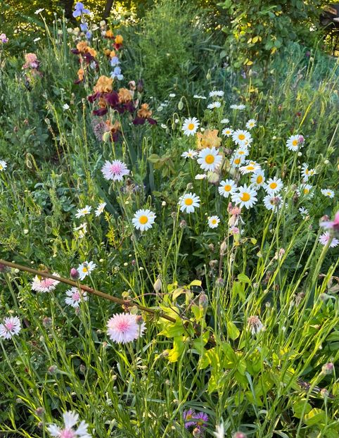 A3974D94-4EFF-4FF1-BB67-6BE4D98BF2EC - IRISI 2021 22