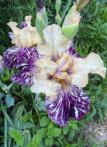 FAB762D1-4FEA-4C1F-96AB-35F061E15D61 - IRISI 2021 22