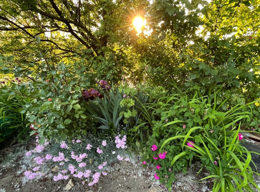 307C61A1-8EE8-4F13-98E3-69B0380E0A60 - IRISI 2021 22