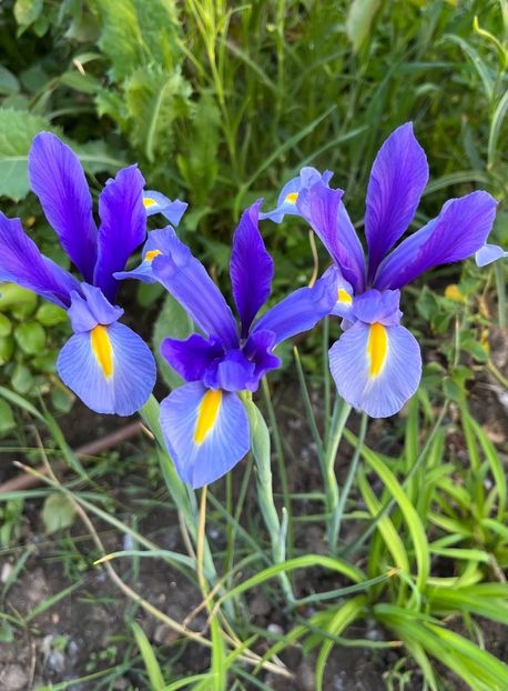 312213A0-4E40-4434-AB37-1941CEB71A8A - IRISI 2021 22