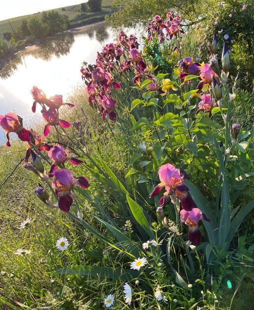 C2FBEF42-1A6D-4559-8D4B-50B85915B06F - IRISI 2021 22