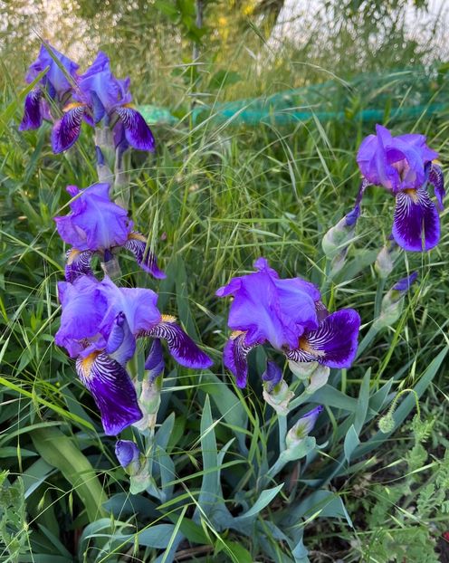 19363AC1-E824-4748-BA22-304BC08397DC - IRISI 2021 22