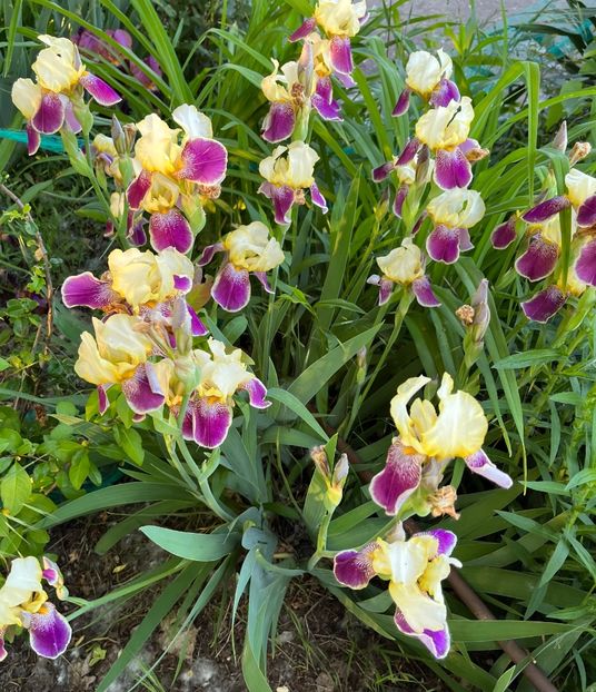 641AD925-380B-40F7-B73E-74A745A121FF - IRISI 2021 22