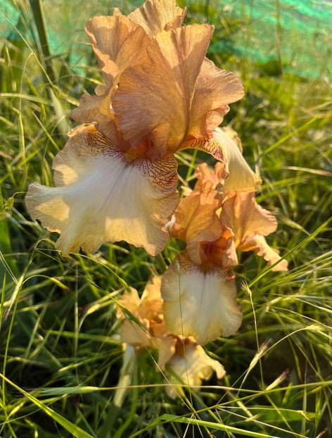 F3FF275C-5107-4AA5-852A-7AA555749122 - IRISI 2021 22