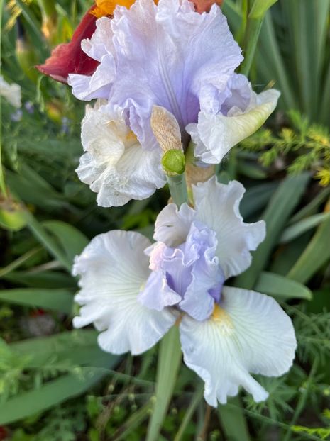 4625B47E-BDD3-4B27-87D4-DDAEB283BC2B - IRISI 2021 22