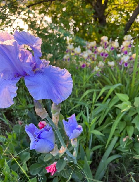 46691A68-F125-4CD2-8EB1-CA0D44AFFF84 - IRISI 2021 22