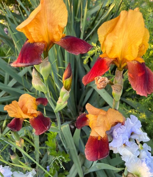 66DEBDE5-3AD8-413C-9C78-7DE3A7796BDF - IRISI 2021 22