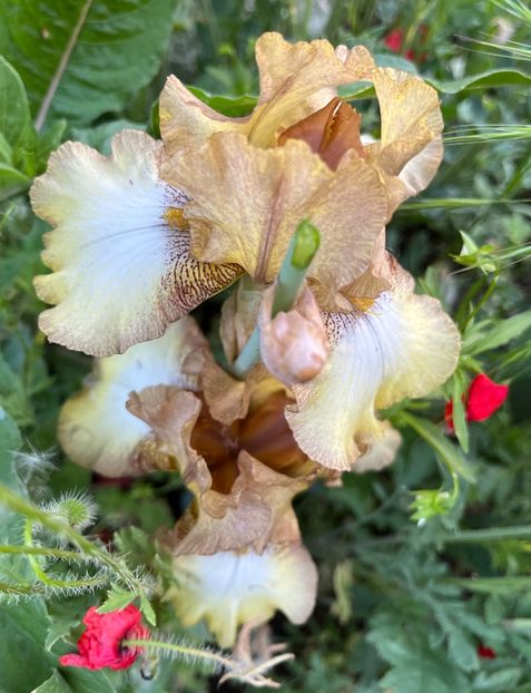 0F02A4B4-B3DC-4BC1-9DDB-98A046E579E5 - IRISI 2021 22