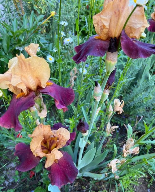 7478F1ED-5F90-40B3-A1E2-82D0330F640D - IRISI 2021 22