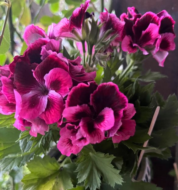 EE855663-EDB0-4BDD-B100-10B5C127A370 - Muscate 2021 22