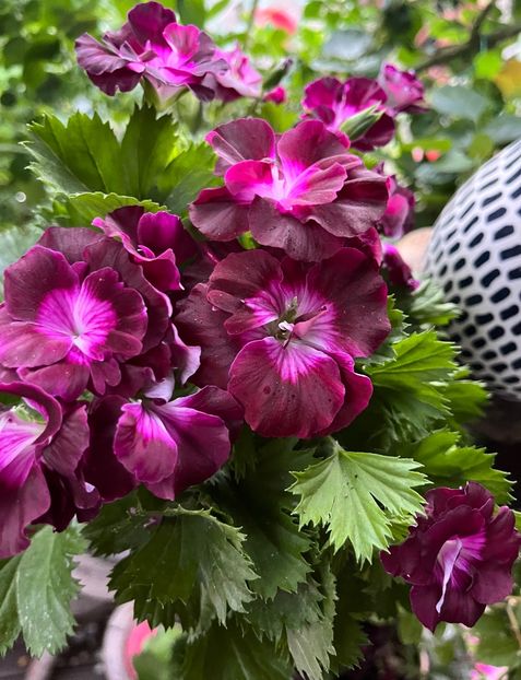 8F204809-0324-48C3-8D55-9D6720C1D921 - Muscate 2021 22